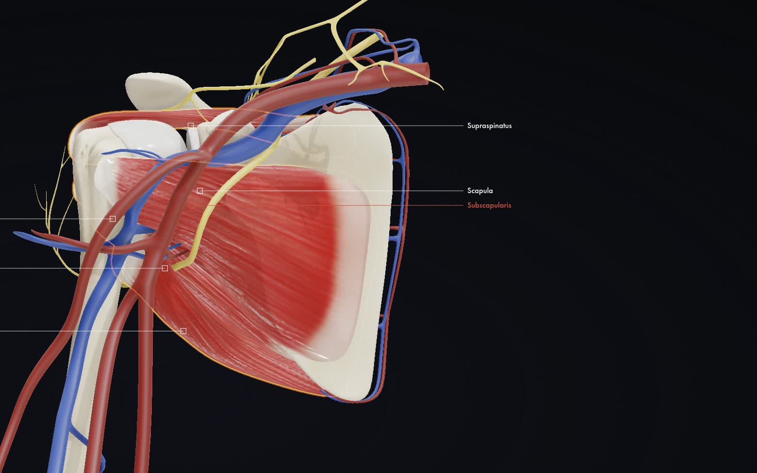 Right shoulder in 3D with the scapula and humerus, the rotator cuff muscles labelled, and arteries, veins and nerves running past the joint.