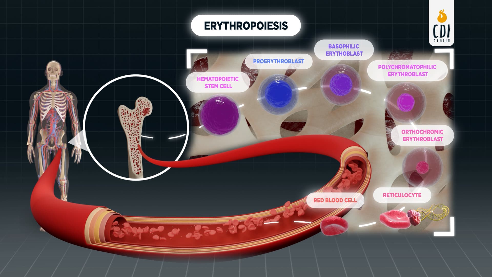 3D medical animation showing erythropoiesis — the life cycle of red blood cells from hematopoietic stem cell through six maturation stages to mature RBC in the bone marrow
