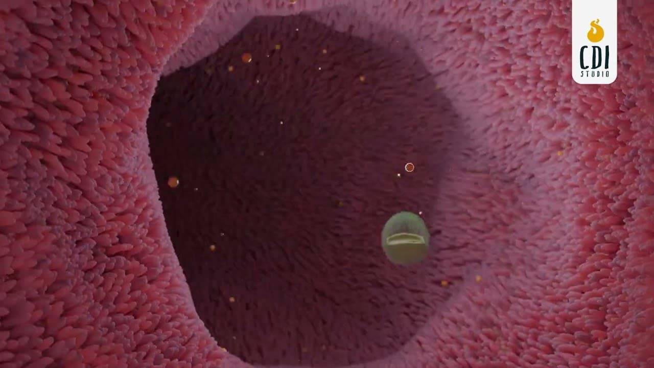 Bacterial Motility in Small Intestine